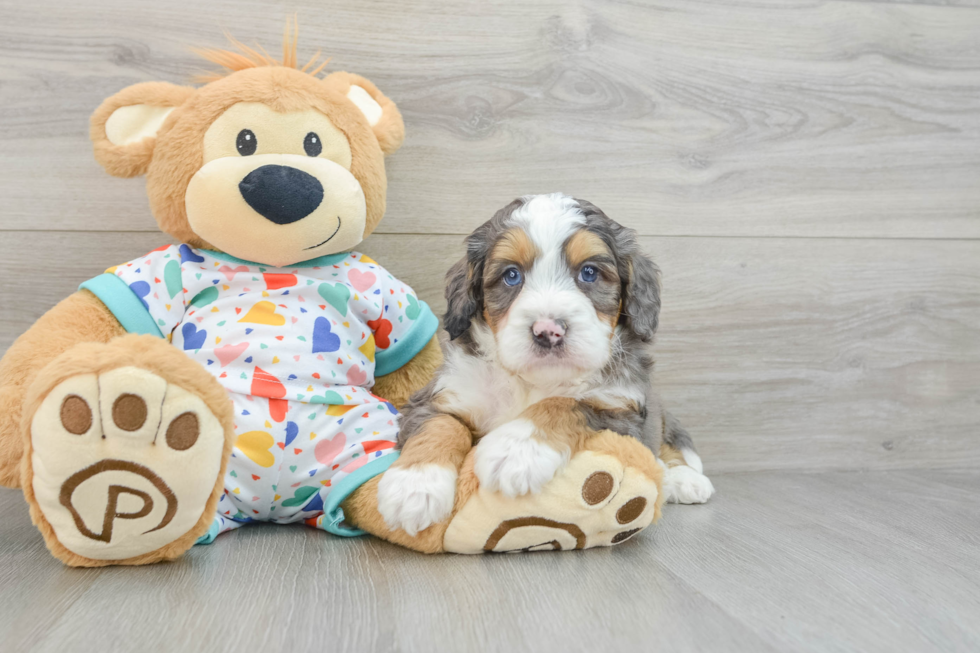 Best Mini Bernedoodle Baby