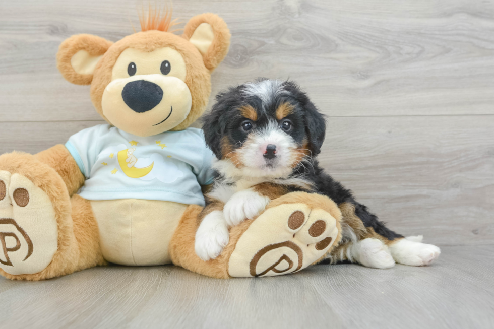 Best Mini Bernedoodle Baby