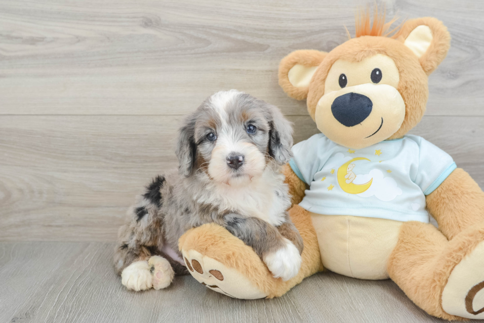 Mini Bernedoodle Puppy for Adoption