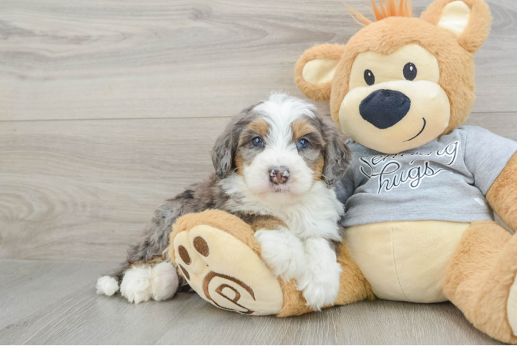 Fluffy Mini Bernedoodle Poodle Mix Pup