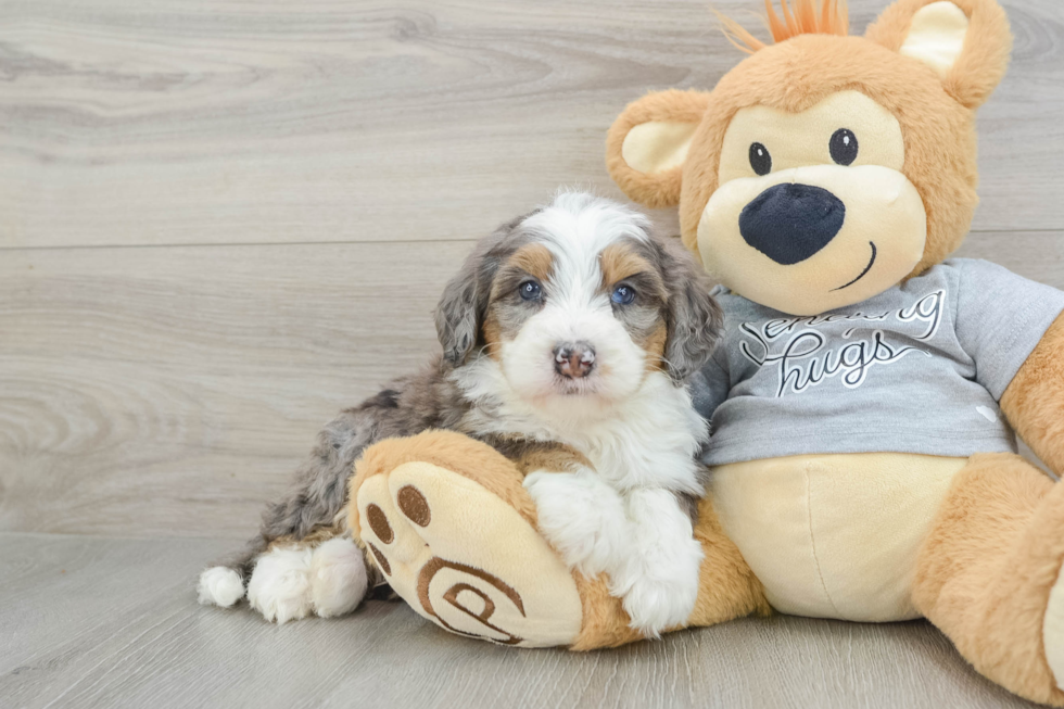 Fluffy Mini Bernedoodle Poodle Mix Pup