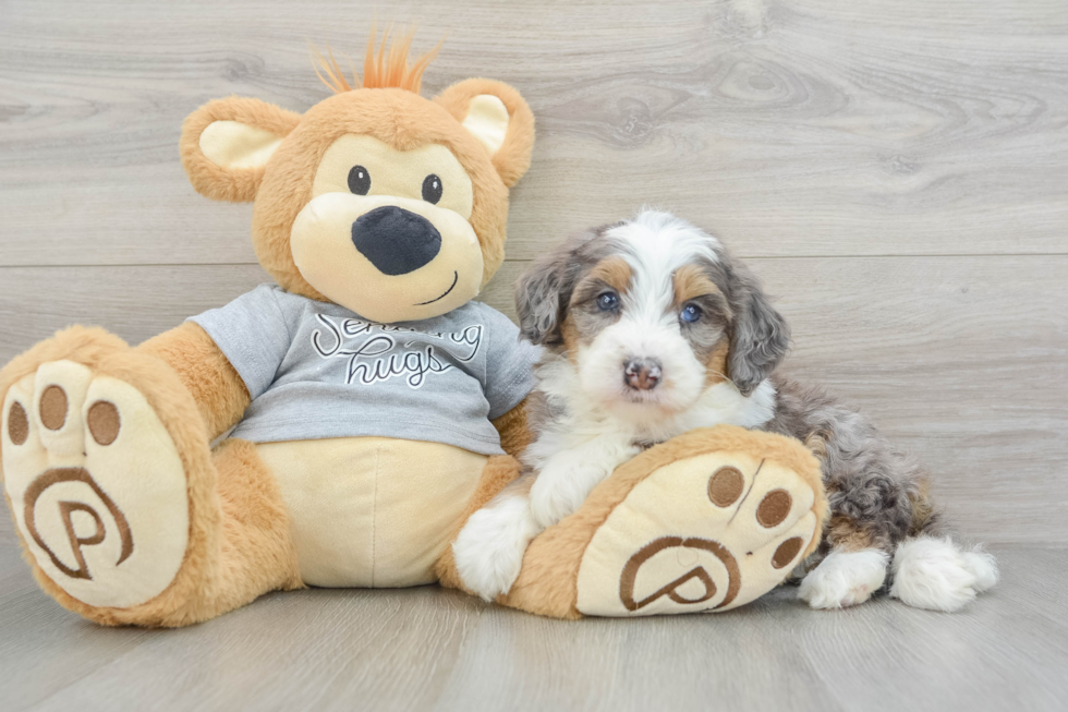 Cute Mini Bernedoodle Baby