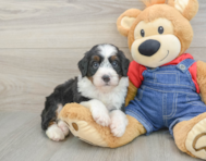 7 week old Mini Bernedoodle Puppy For Sale - Windy City Pups