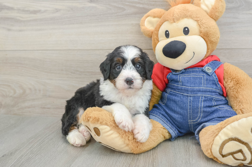 5 week old Mini Bernedoodle Puppy For Sale - Windy City Pups