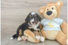 Mini Bernedoodle Pup Being Cute