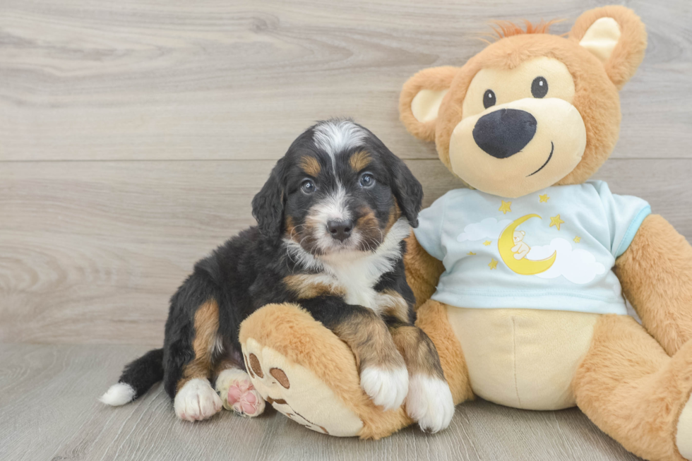 Mini Bernedoodle Pup Being Cute