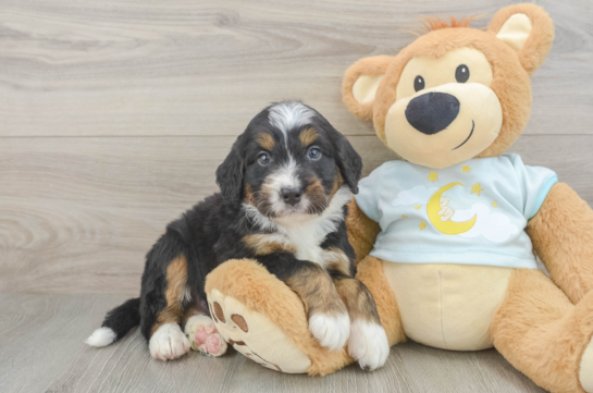 Mini Bernedoodle Pup Being Cute