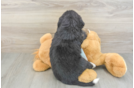 Small Mini Bernedoodle Baby