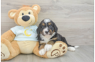 Best Mini Bernedoodle Baby