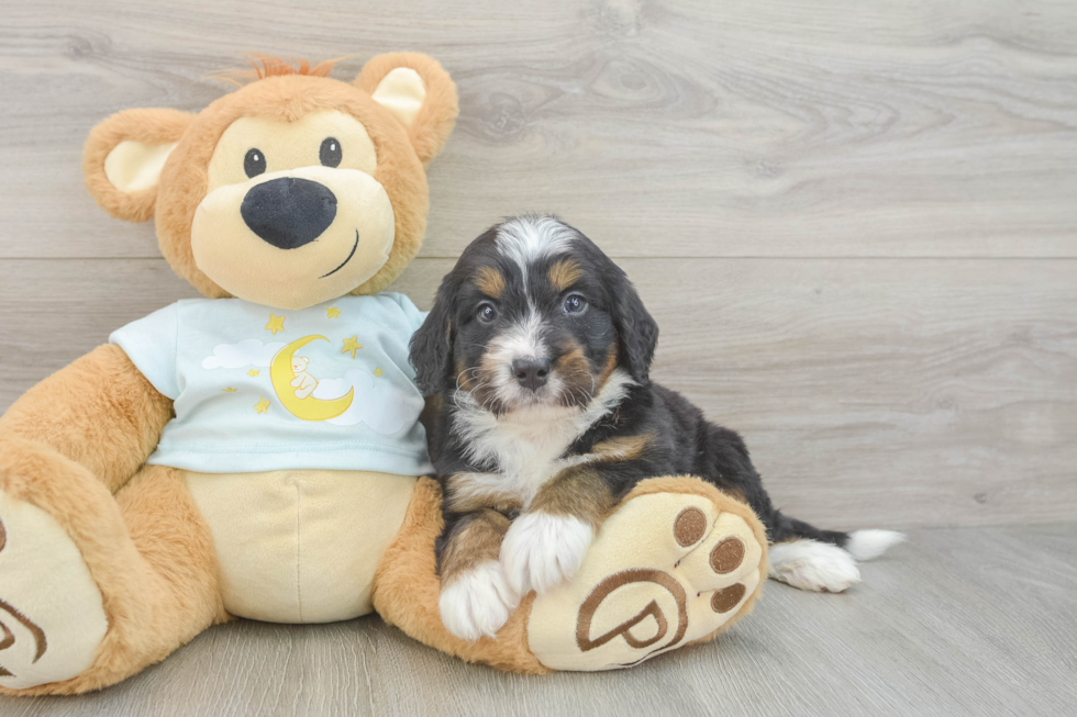 Best Mini Bernedoodle Baby