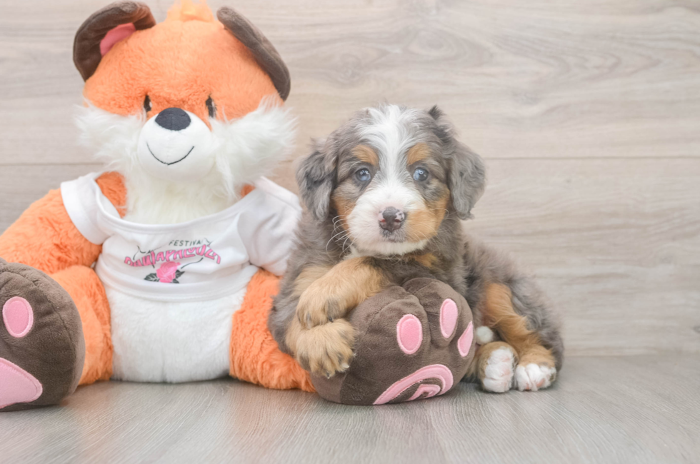 6 week old Mini Bernedoodle Puppy For Sale - Windy City Pups