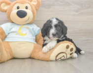 7 week old Mini Bernedoodle Puppy For Sale - Windy City Pups