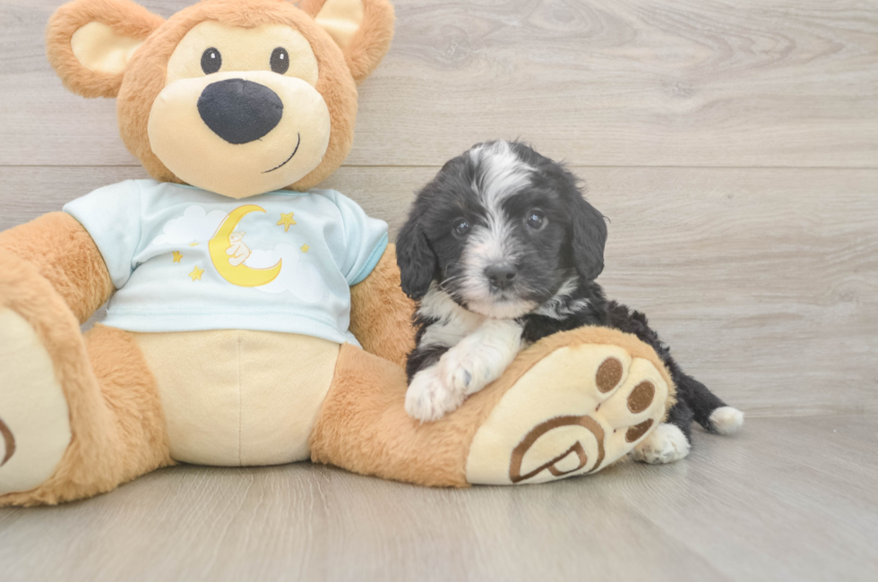 6 week old Mini Bernedoodle Puppy For Sale - Windy City Pups