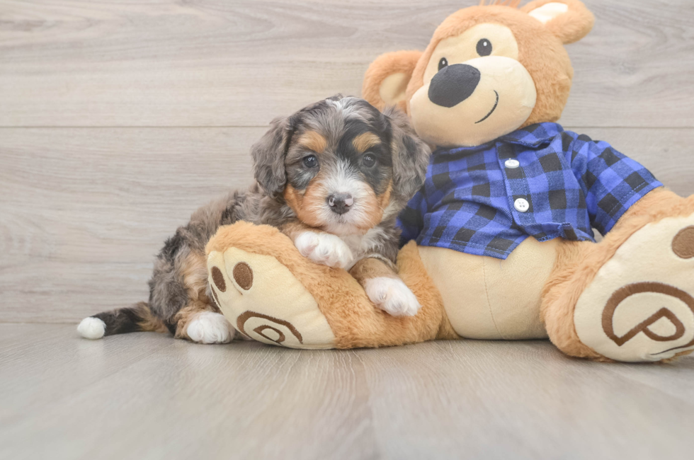 5 week old Mini Bernedoodle Puppy For Sale - Windy City Pups