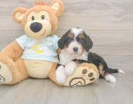 5 week old Mini Bernedoodle Puppy For Sale - Windy City Pups