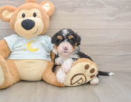 5 week old Mini Bernedoodle Puppy For Sale - Windy City Pups