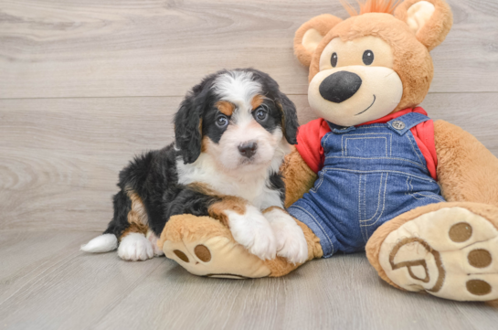 DAWSON, a Mini Bernedoodle littermate
