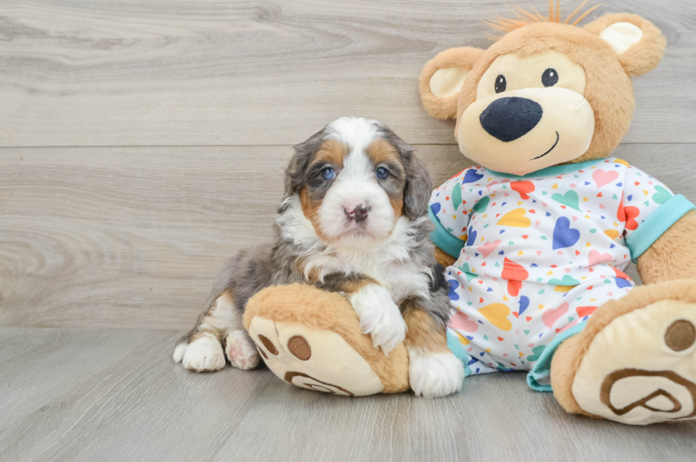 6 week old Mini Bernedoodle Puppy For Sale - Windy City Pups