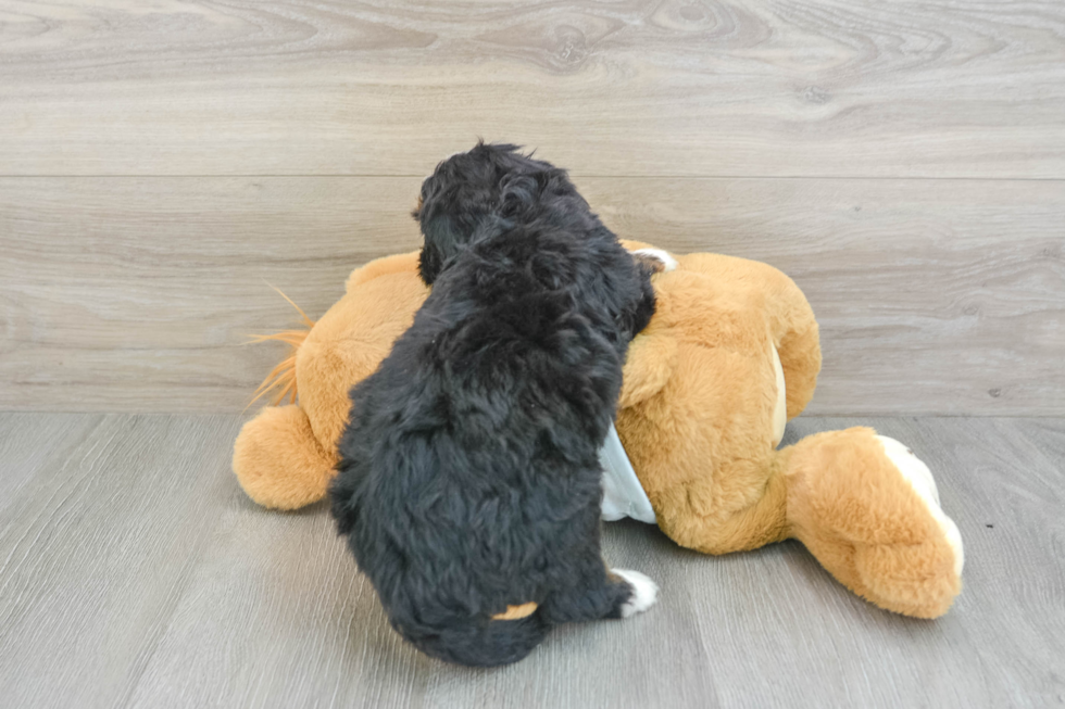 Fluffy Mini Bernedoodle Poodle Mix Pup