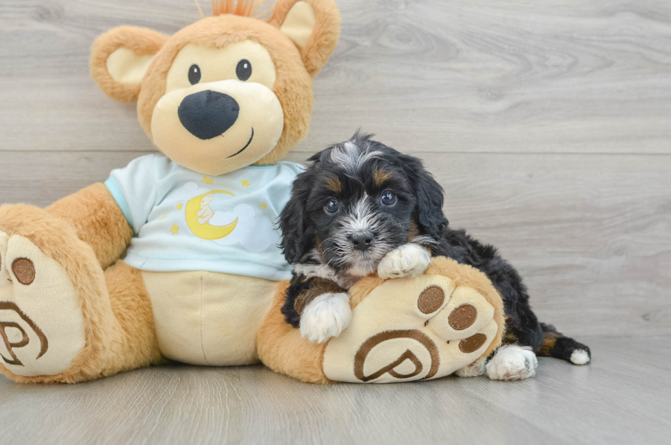 6 week old Mini Bernedoodle Puppy For Sale - Windy City Pups