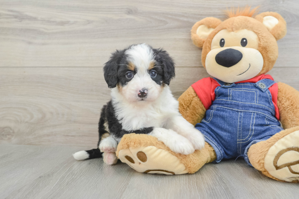 Cute Mini Bernedoodle Baby