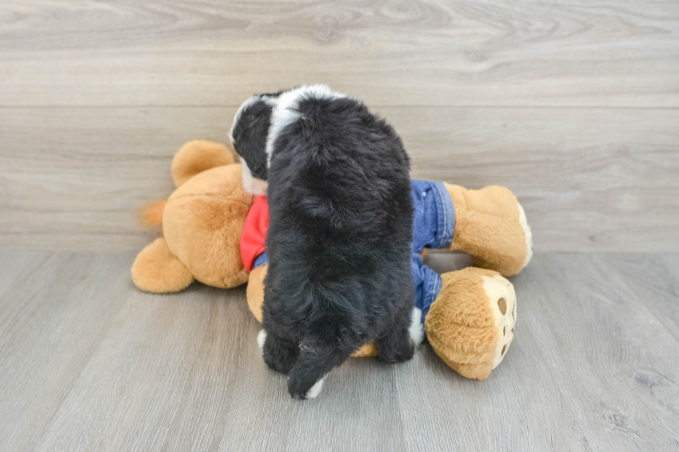 Mini Bernedoodle Puppy for Adoption