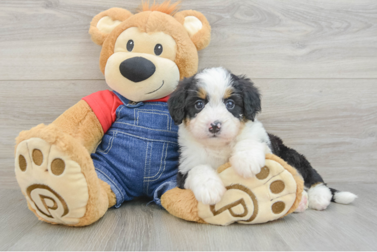 Mini Bernedoodle Pup Being Cute
