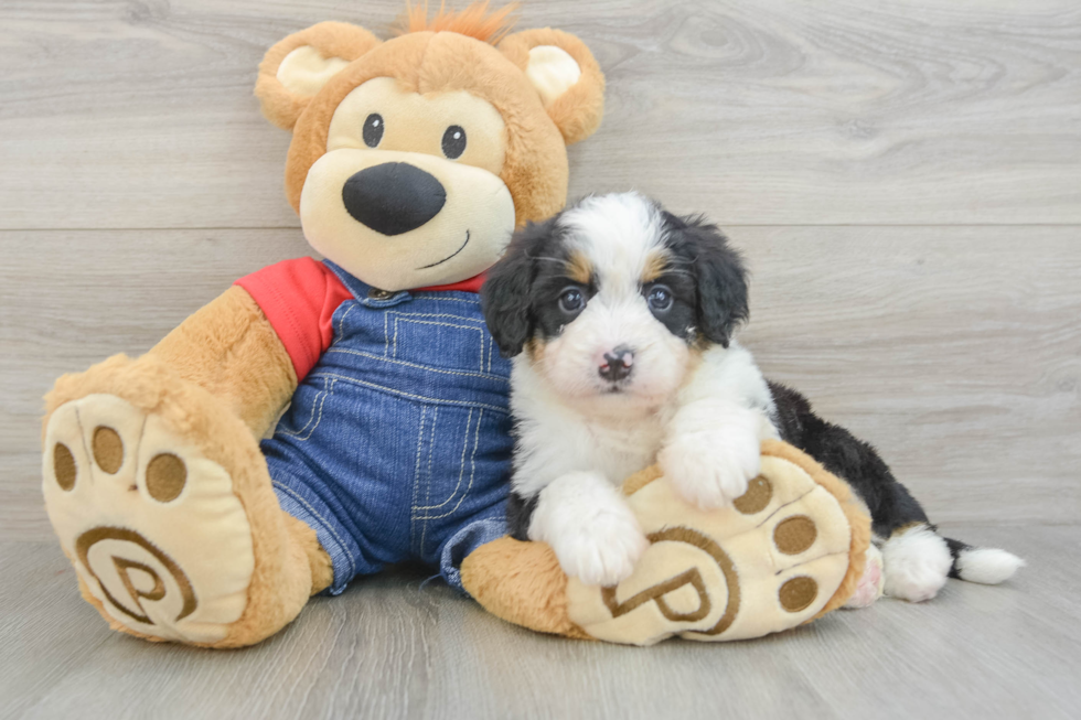 Mini Bernedoodle Pup Being Cute