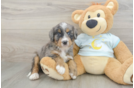 Funny Mini Bernedoodle Poodle Mix Pup