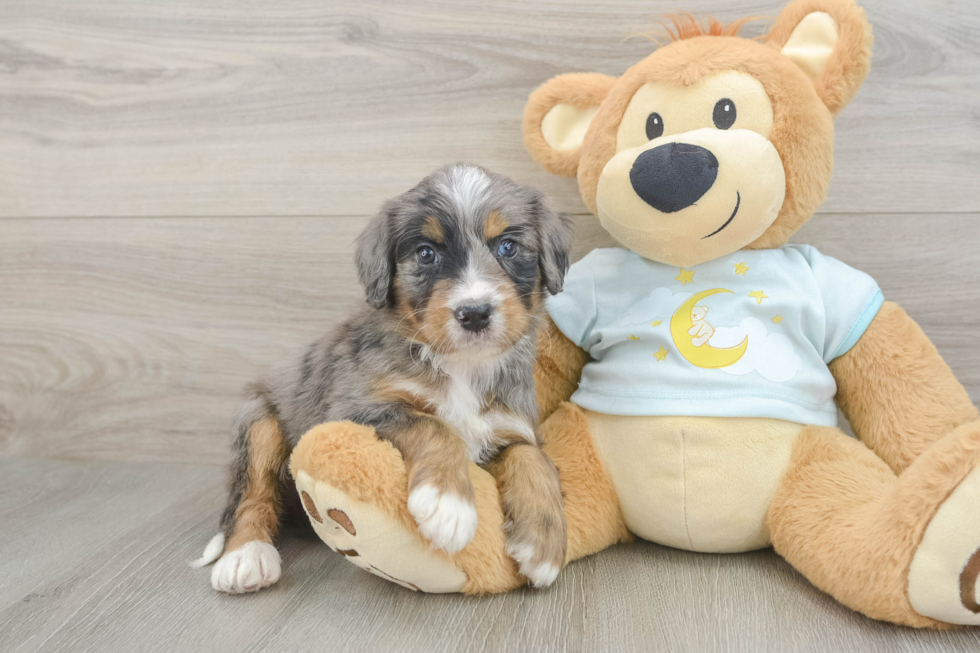 Funny Mini Bernedoodle Poodle Mix Pup