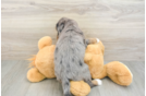 Smart Mini Bernedoodle Poodle Mix Pup