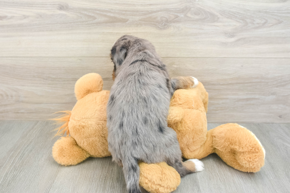 Smart Mini Bernedoodle Poodle Mix Pup