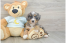 Best Mini Bernedoodle Baby