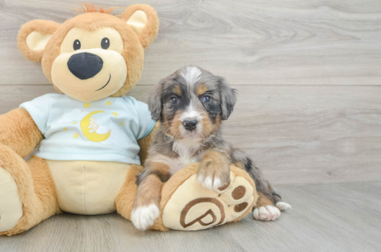 Best Mini Bernedoodle Baby