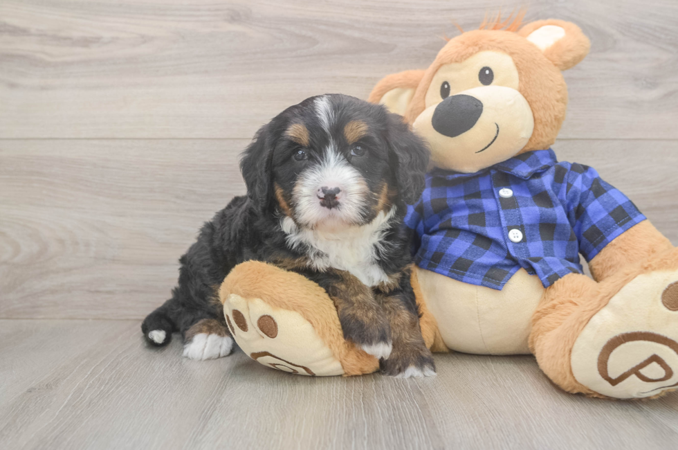 5 week old Mini Bernedoodle Puppy For Sale - Windy City Pups