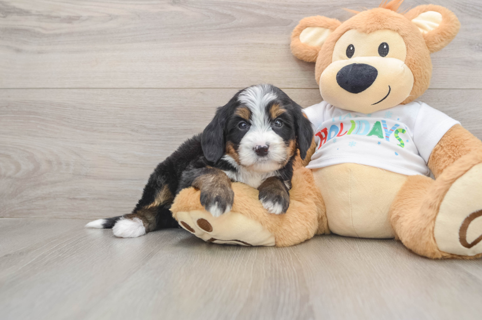 6 week old Mini Bernedoodle Puppy For Sale - Windy City Pups