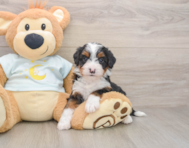 7 week old Mini Bernedoodle Puppy For Sale - Windy City Pups
