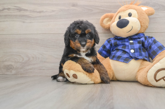 Cute Mini Bernedoodle Baby