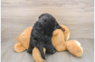 Little Mini Bernadoodle Poodle Mix Puppy