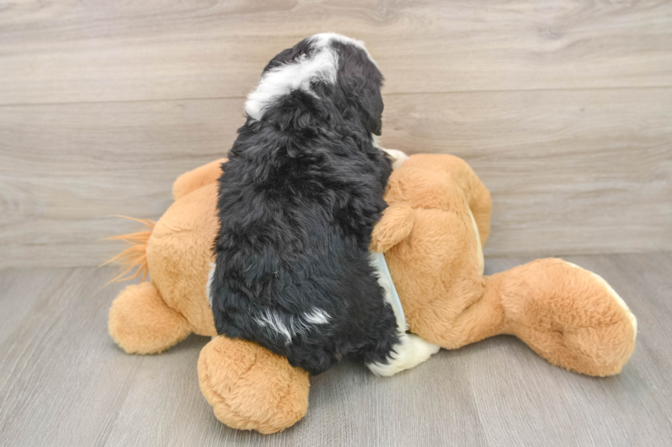 Best Mini Bernedoodle Baby