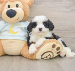 7 week old Mini Bernedoodle Puppy For Sale - Windy City Pups