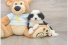 Mini Bernedoodle Puppy for Adoption