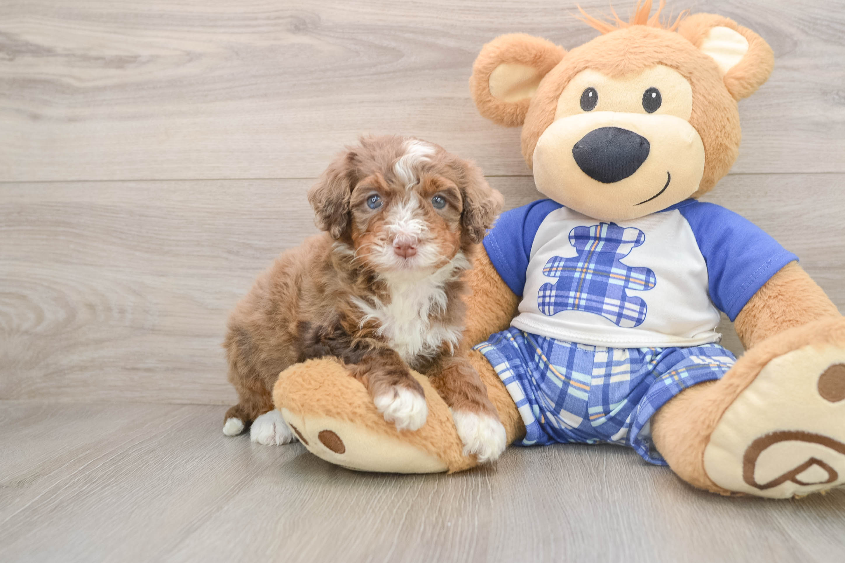 Mini Bernedoodle Puppy for Adoption