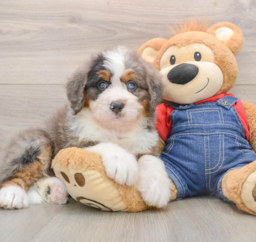 6 week old Mini Bernedoodle Puppy For Sale - Windy City Pups