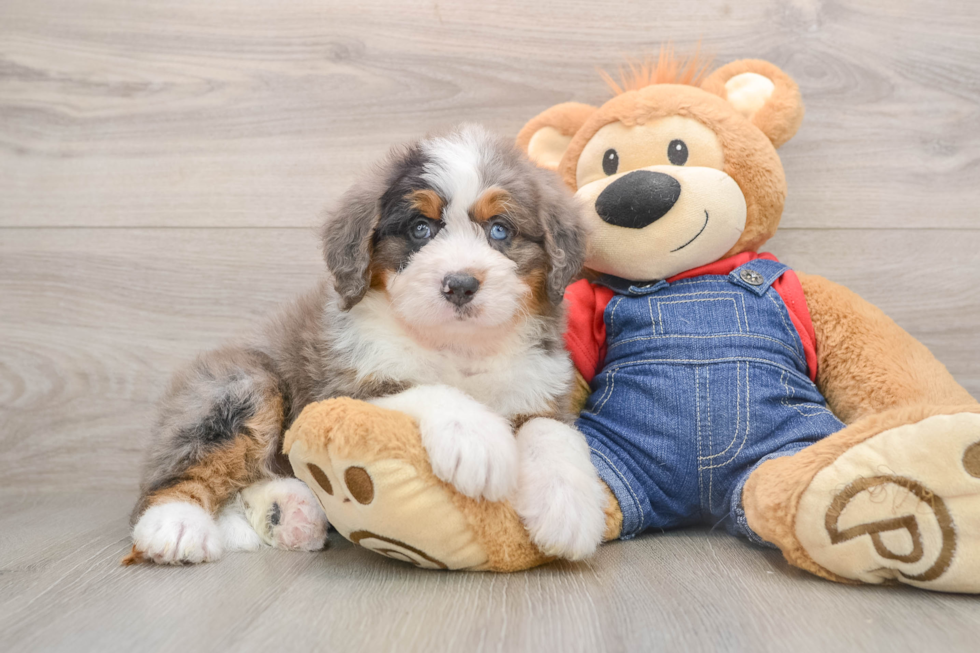 Popular Mini Bernedoodle Poodle Mix Pup