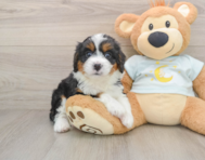 8 week old Mini Bernedoodle Puppy For Sale - Windy City Pups