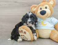 8 week old Mini Bernedoodle Puppy For Sale - Windy City Pups