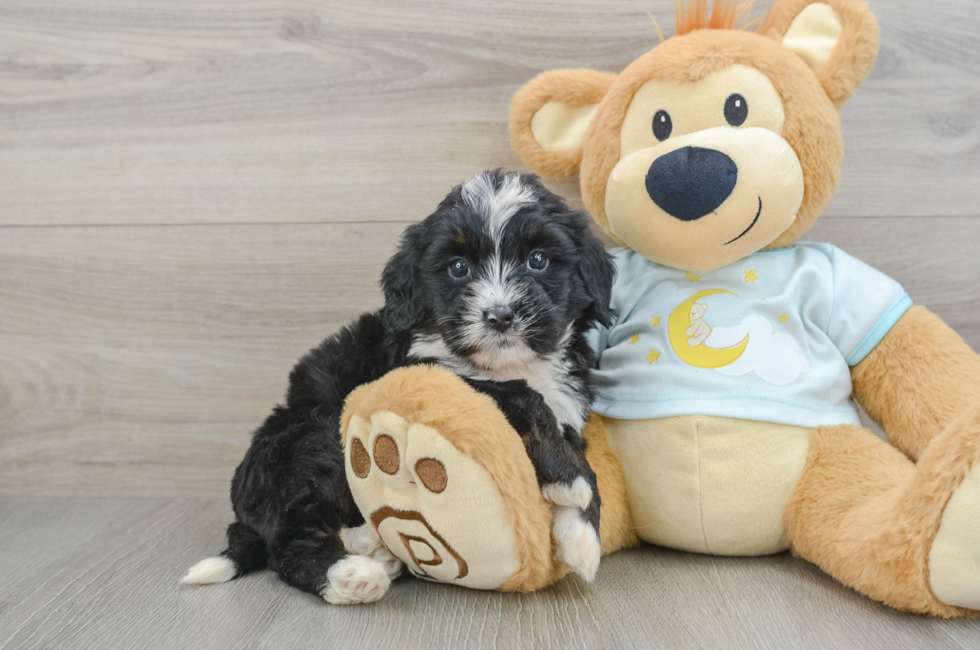 7 week old Mini Bernedoodle Puppy For Sale - Windy City Pups