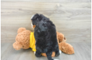 Mini Bernedoodle Pup Being Cute