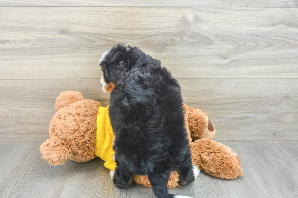 Mini Bernedoodle Pup Being Cute